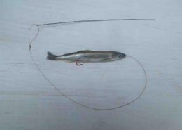 Use a Spiral Eye Needle to bait your fish