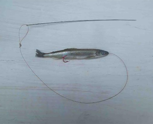 Use a Spiral Eye Needle to bait your fish